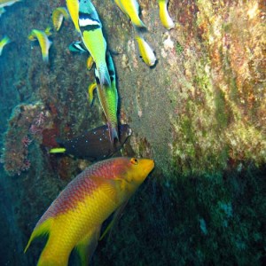 Spanish Hogfish