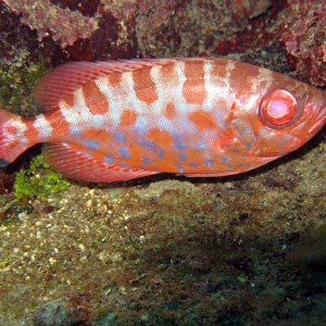 Glass eye Snapper