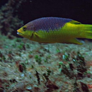 Spanish Hogfish