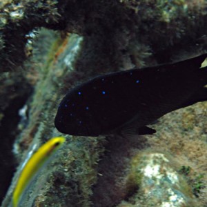 Damselfish