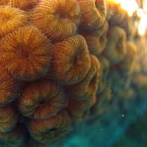 Hard coral close up