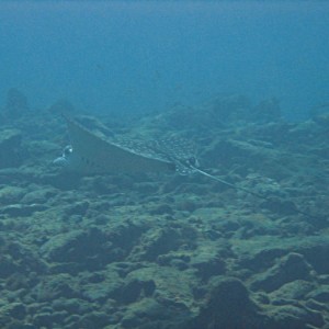 Spotted eagle ray