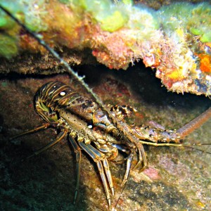 Spiny Lobster-Trader