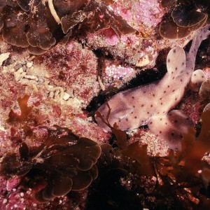 A terrifying Horn Shark.