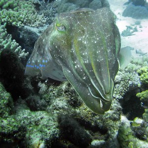 Cuttlefish off Cairns