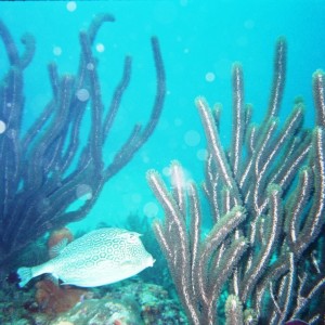 Gazebo Reef