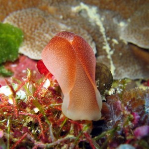 Chelidonura Amoena