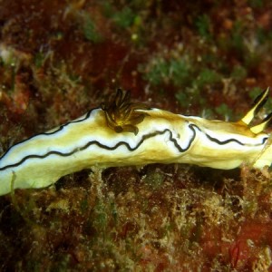 Glossodoris AtromarginataGlossodoris AtromarginataGlossodoris Atromarginata