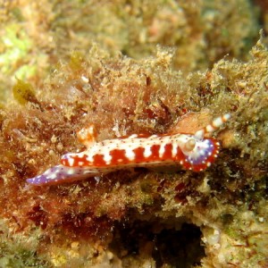 Hypselodoris Maculosa 2