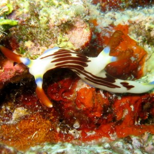 Nembrotha Purpureolineata 2