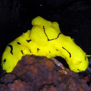 Notodoris Minor