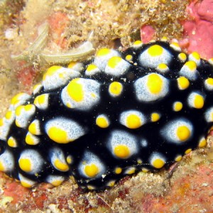 Phylidiella carlsonhofi