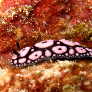 Phylidiella Annulata