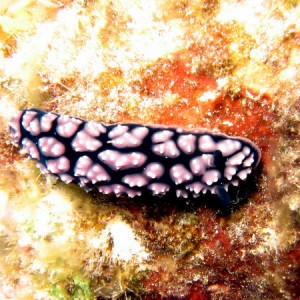 Phylidiella Pustulosa 2