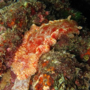 Spanish Dancer Hexabranchus sanguineus