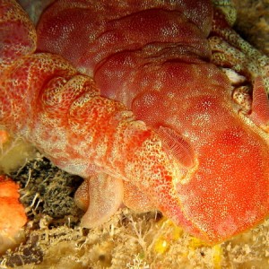 Spanish Dancer Hexabranchus sanguineus 2