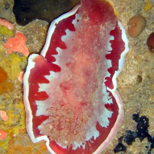 Spanish Dancer Hexabranchus sanguineus 3