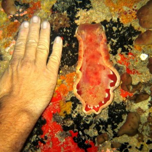 Spanish Dancer Hexabranchus sanguineus 4