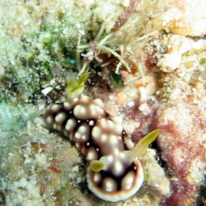 Chromodoris geometrica 2