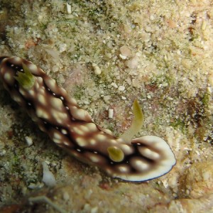 Chromodoris geometrica