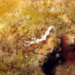 Flabellina bicolor