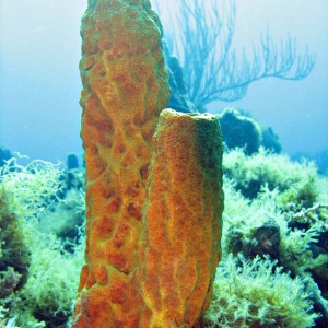 Sponge - Pear tree