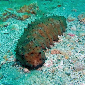 Pinellas county Florida reef system Army Tank  - Sea Cucumber 4/2006