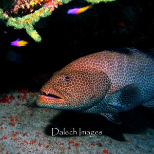 Grouper under ledge