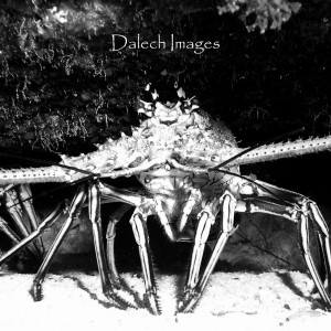 Lobster B&W