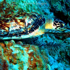 Cayman Turtle