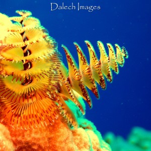 Christmas Tree Worms in Blue