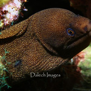 Moray