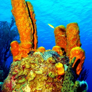 Orange Sponges