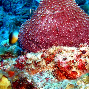 Scorpion Fish