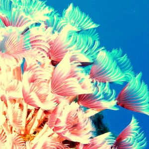 sea_dandilions_2_