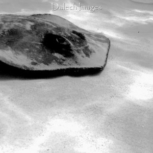 stingray_city_b_w_2_