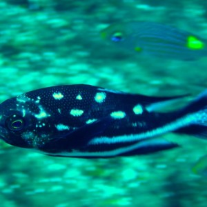 Black_and_white_fish_in_motion