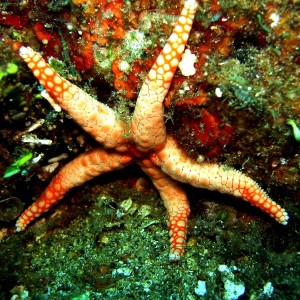Red_and_white_starfish
