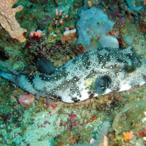 Whitespotted Pufferfish
