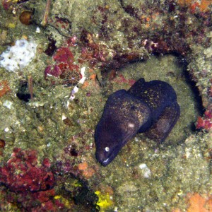 White Eyed Moray Eel