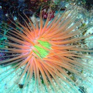 Coral Flower