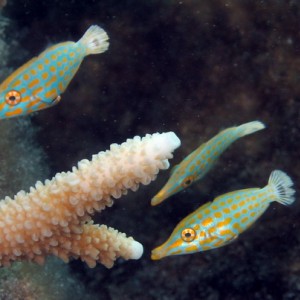 Longnose Filefish Juveniles
