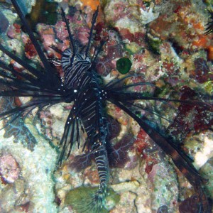Lionfish in Black Phase
