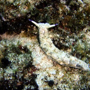 Sand-Colored Nudibranch