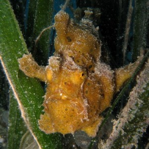 Giant Frogfish...Whats Up!