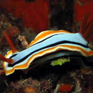 Chromodoris Sp.