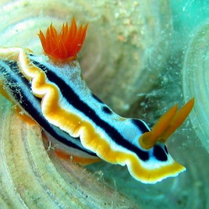 Chromodoris Sp.