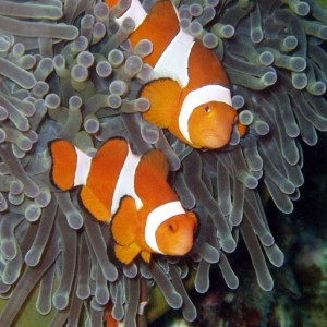 Clownfish Family