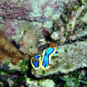 Nudibranch