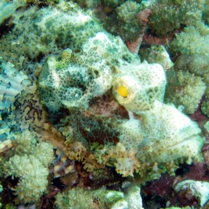 Scorpionfish